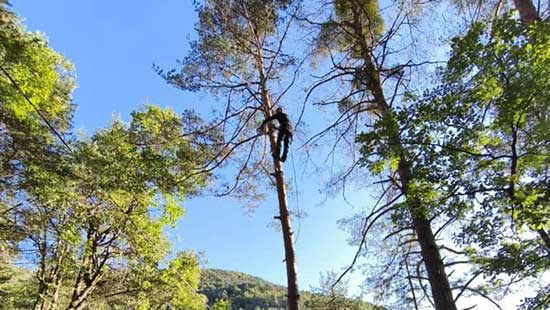 Abattage d’arbres