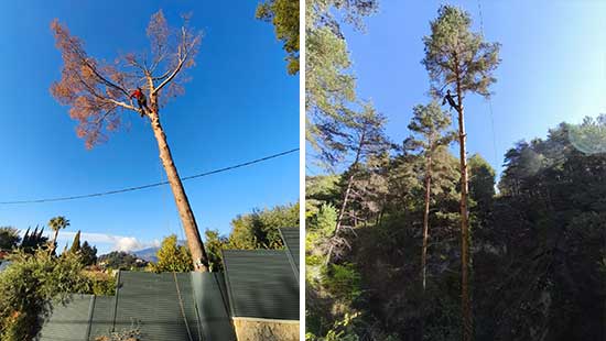 Avec ou sans rétention de branches