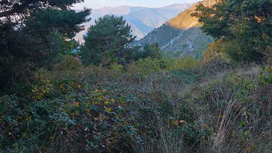 Débroussaillement pour la sécurité des chasseurs