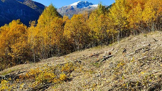 Débroussaillement améliorer la visibilité